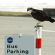Image for article titled How Humans Can Engineer Wilder Cities With the Help of Animals